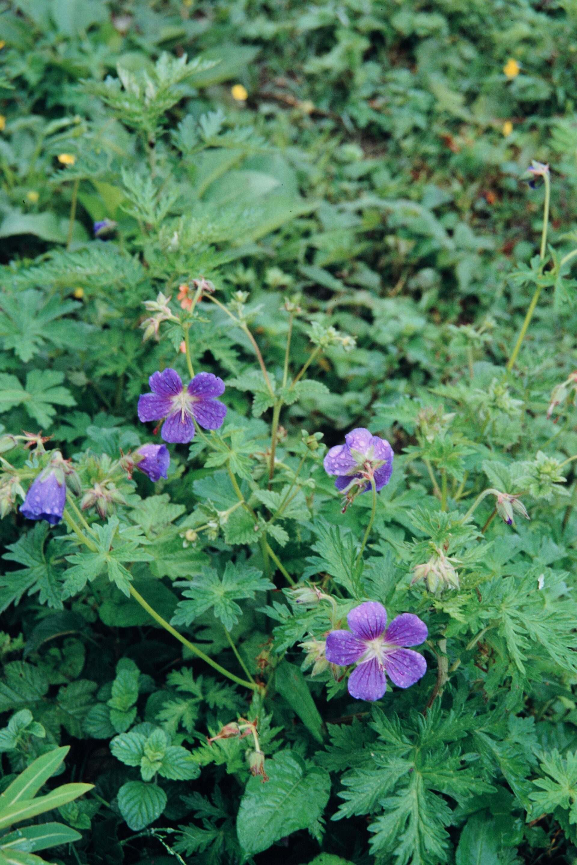 Geranium pratense — Geraniaceae