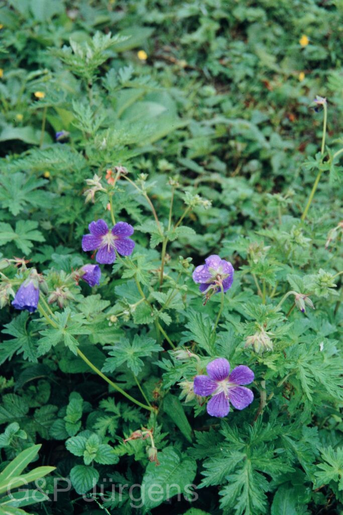 Nepal 99 89 ergebnis