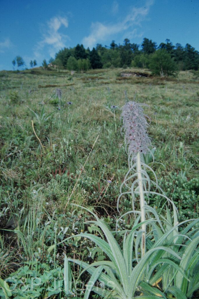 Nepal 99 92 ergebnis