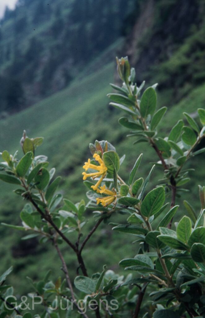 Nepal 99 933 ergebnis