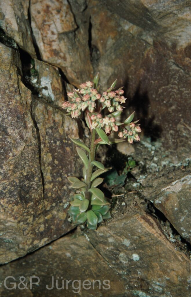 Nepal 99 949 ergebnis