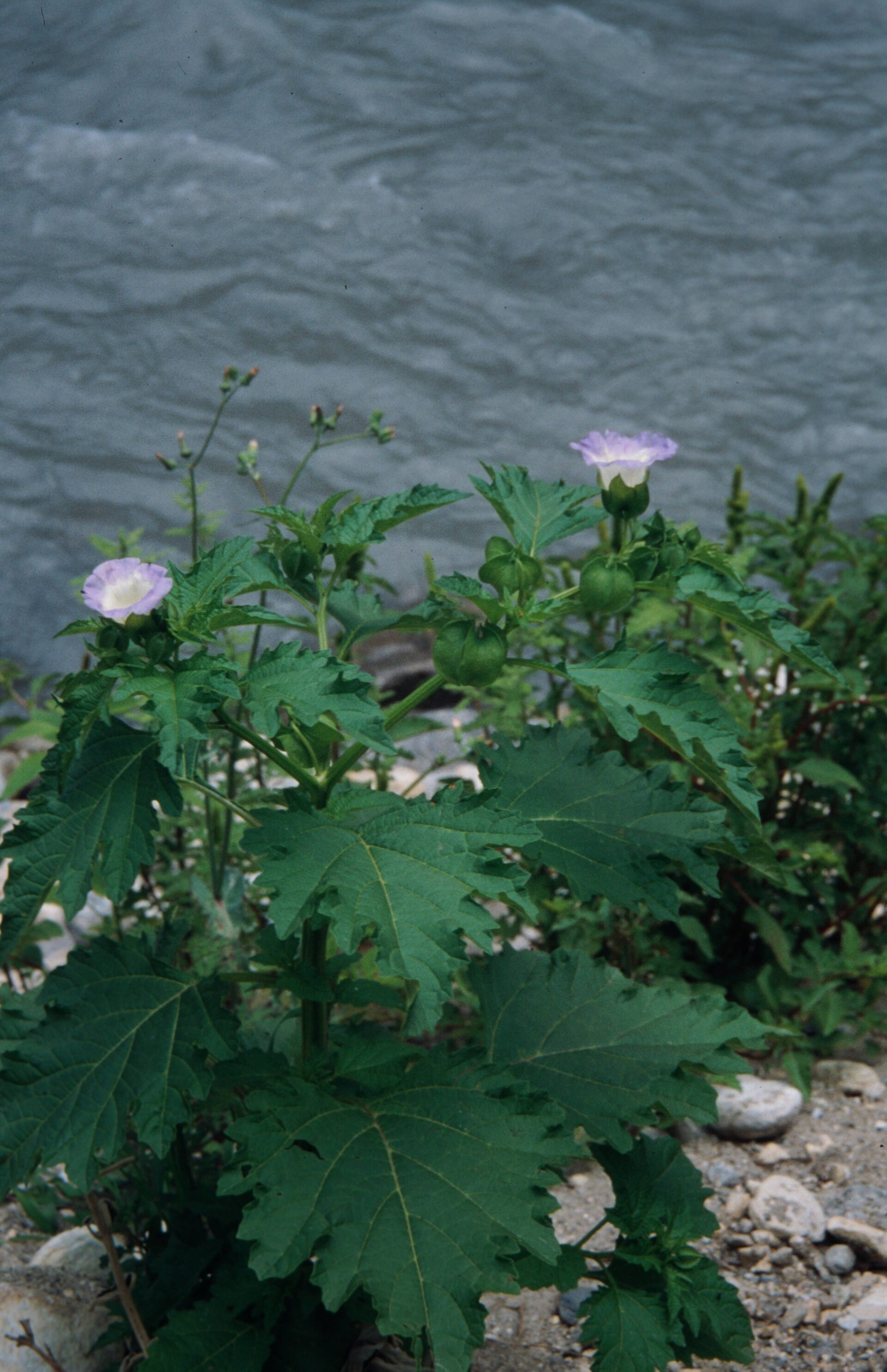 Nicandra physalodes — Solanaceae