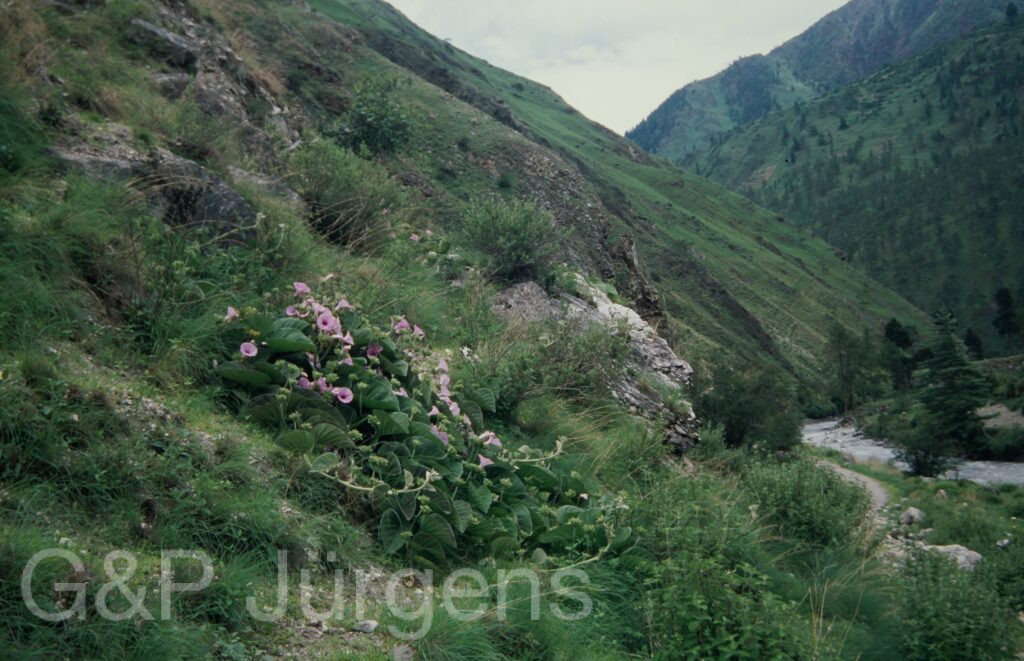 Nepal 99 958 ergebnis