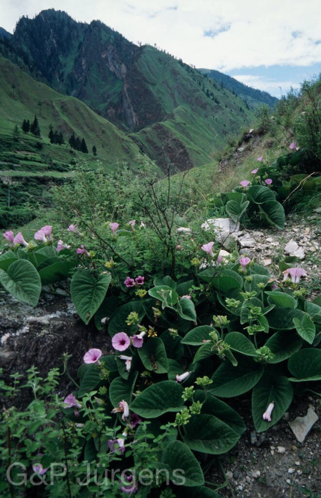 Nepal 99 959 ergebnis