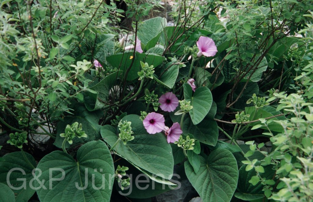 Nepal 99 960 ergebnis