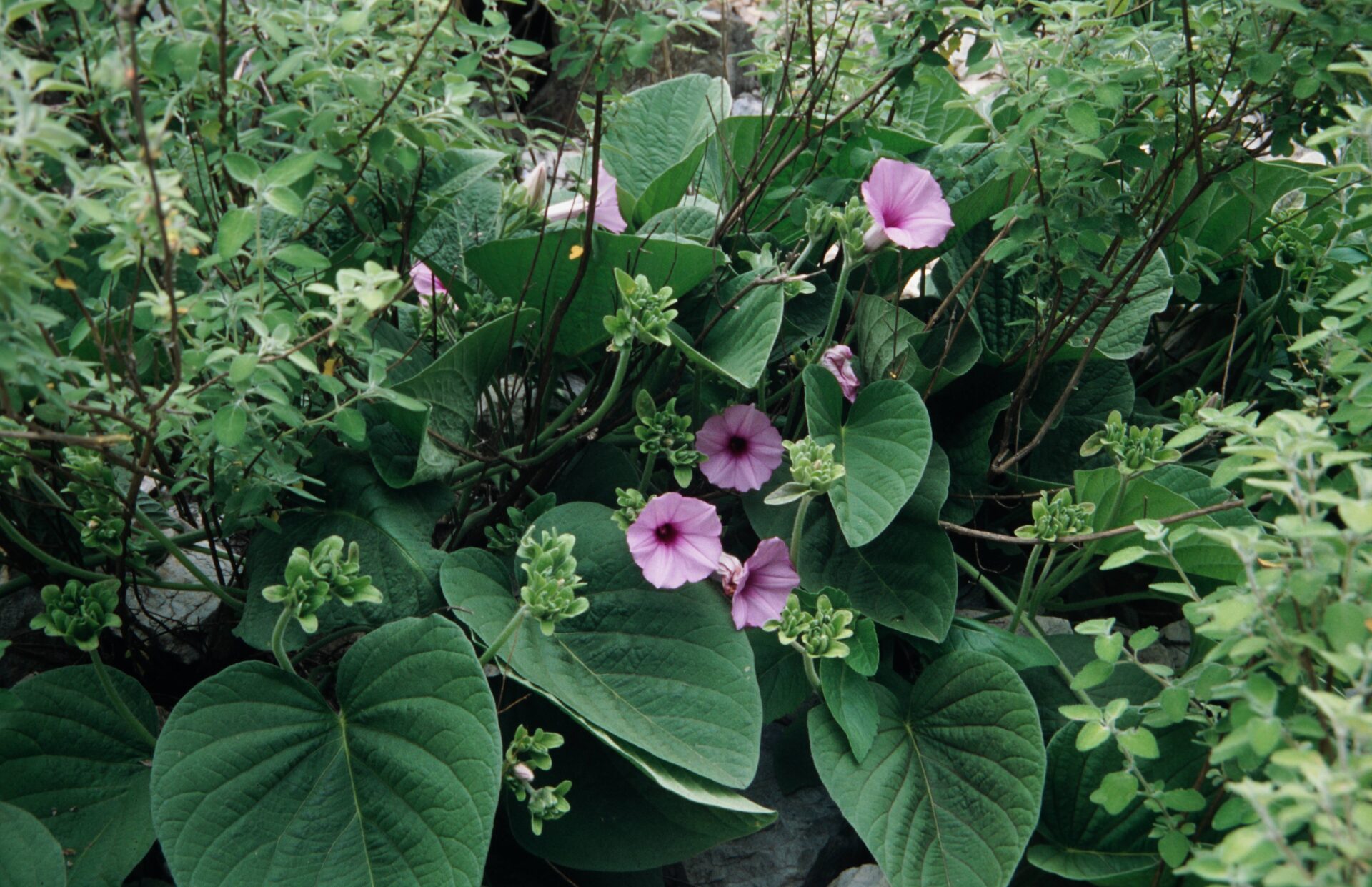 Argyreia hookeri — Convolvulaceae