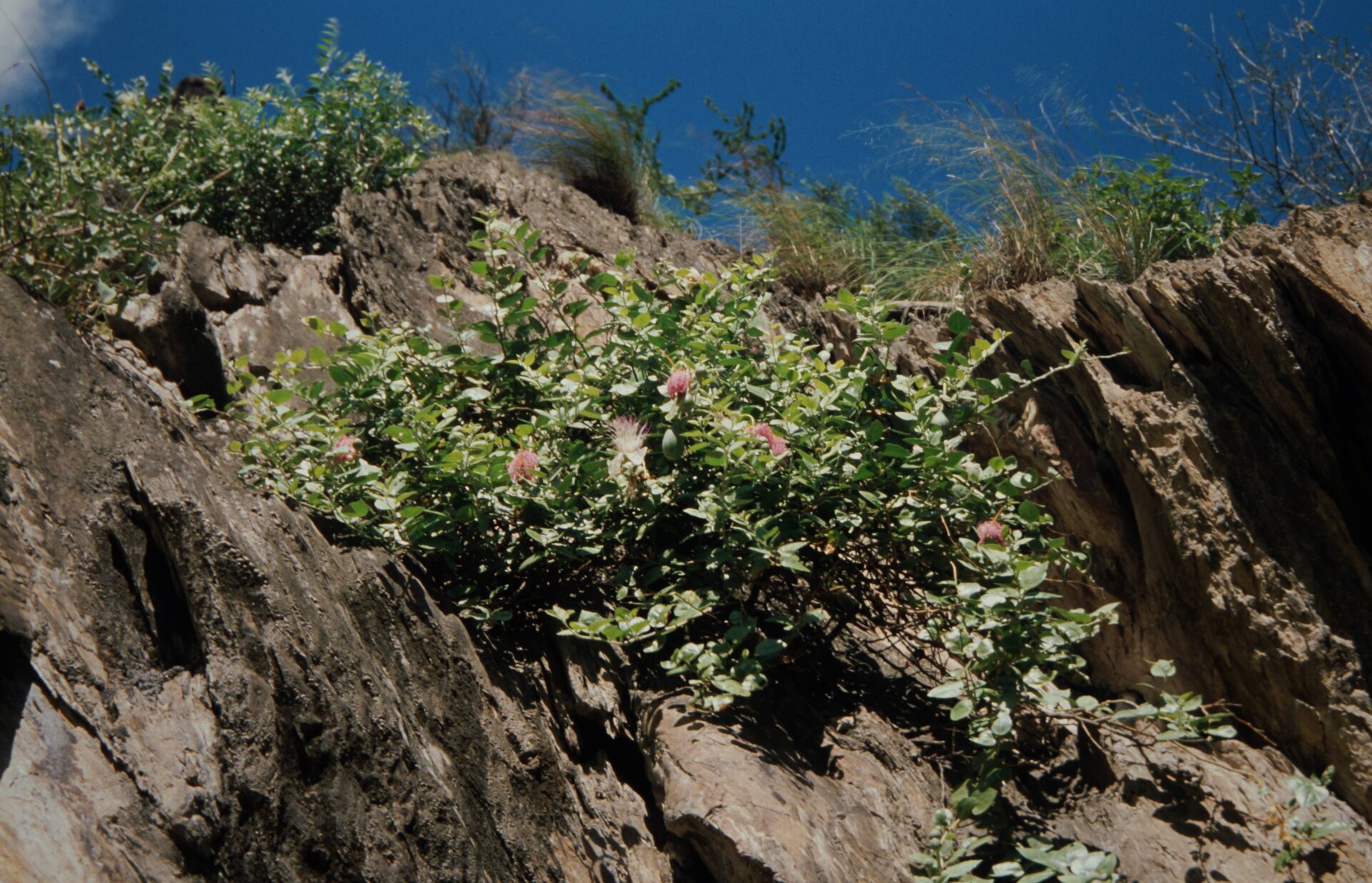 Capparis spinosa — Capparaceae