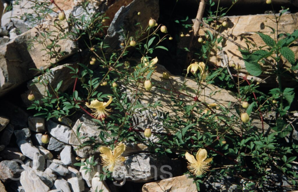 Nepal 99 978 ergebnis