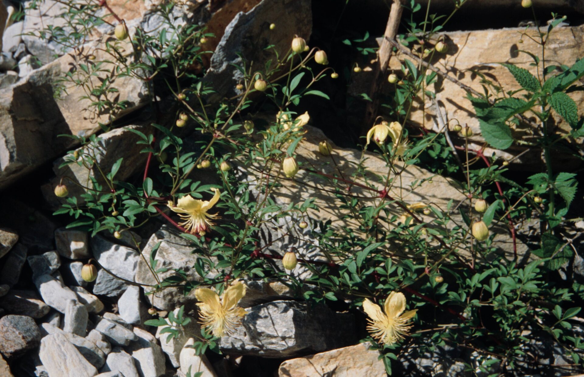 Clematis graveolens — Ranunculaceae