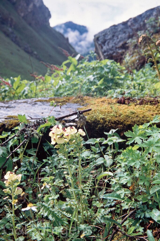 Nepal 99 97 ergebnis
