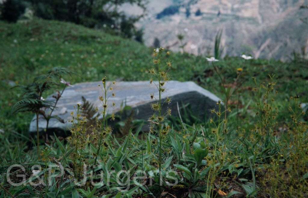 Nepal 99 996 ergebnis