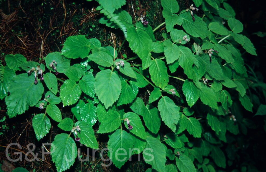 Nepal 99 997 ergebnis