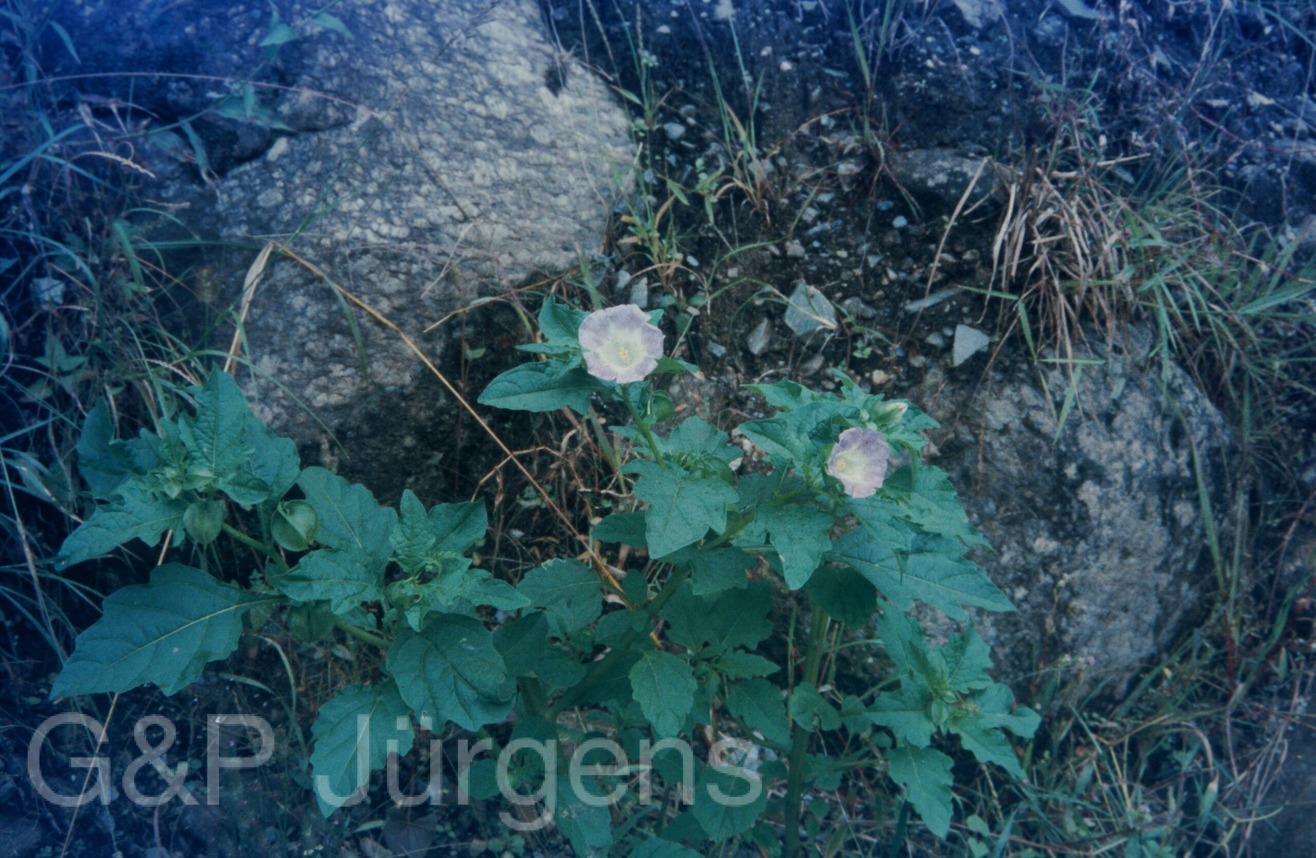 Garw 2005 249 ergebnis ergebnis scaled