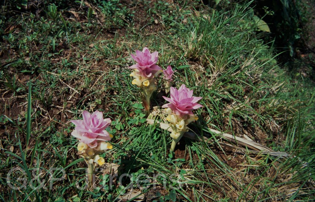 Nepal 2001 30 ergebnis ergebnis
