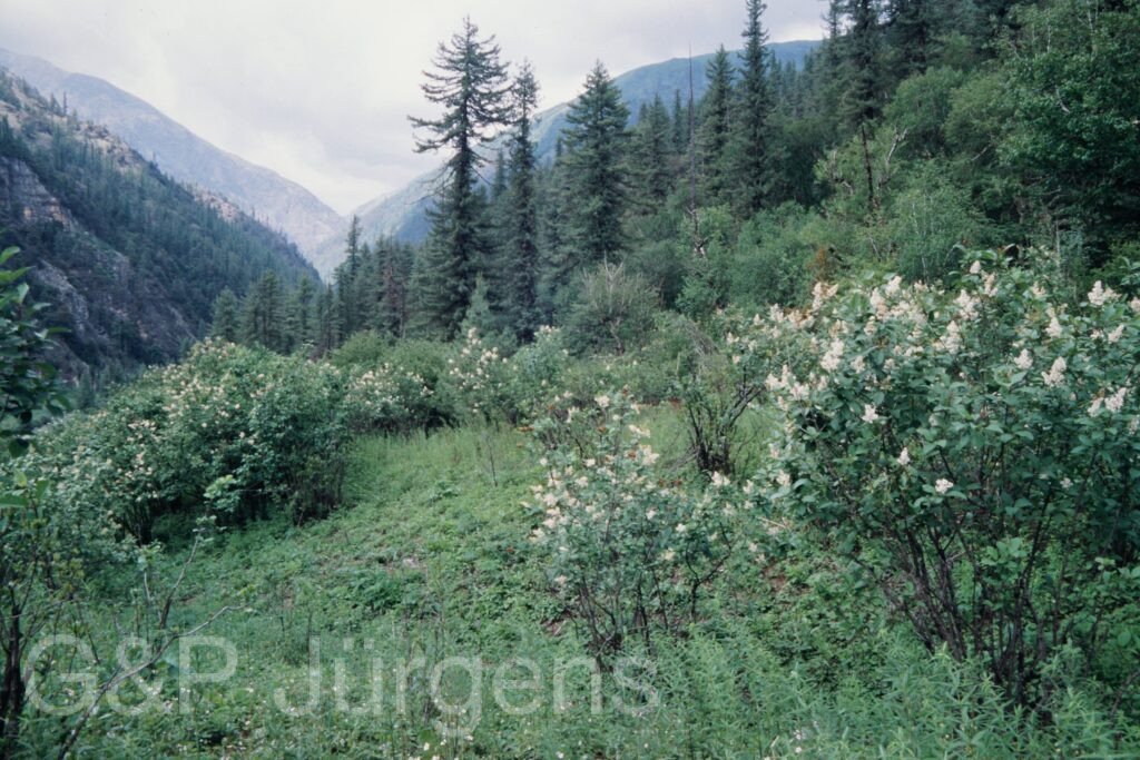 Nepal 99 390 ergebnis