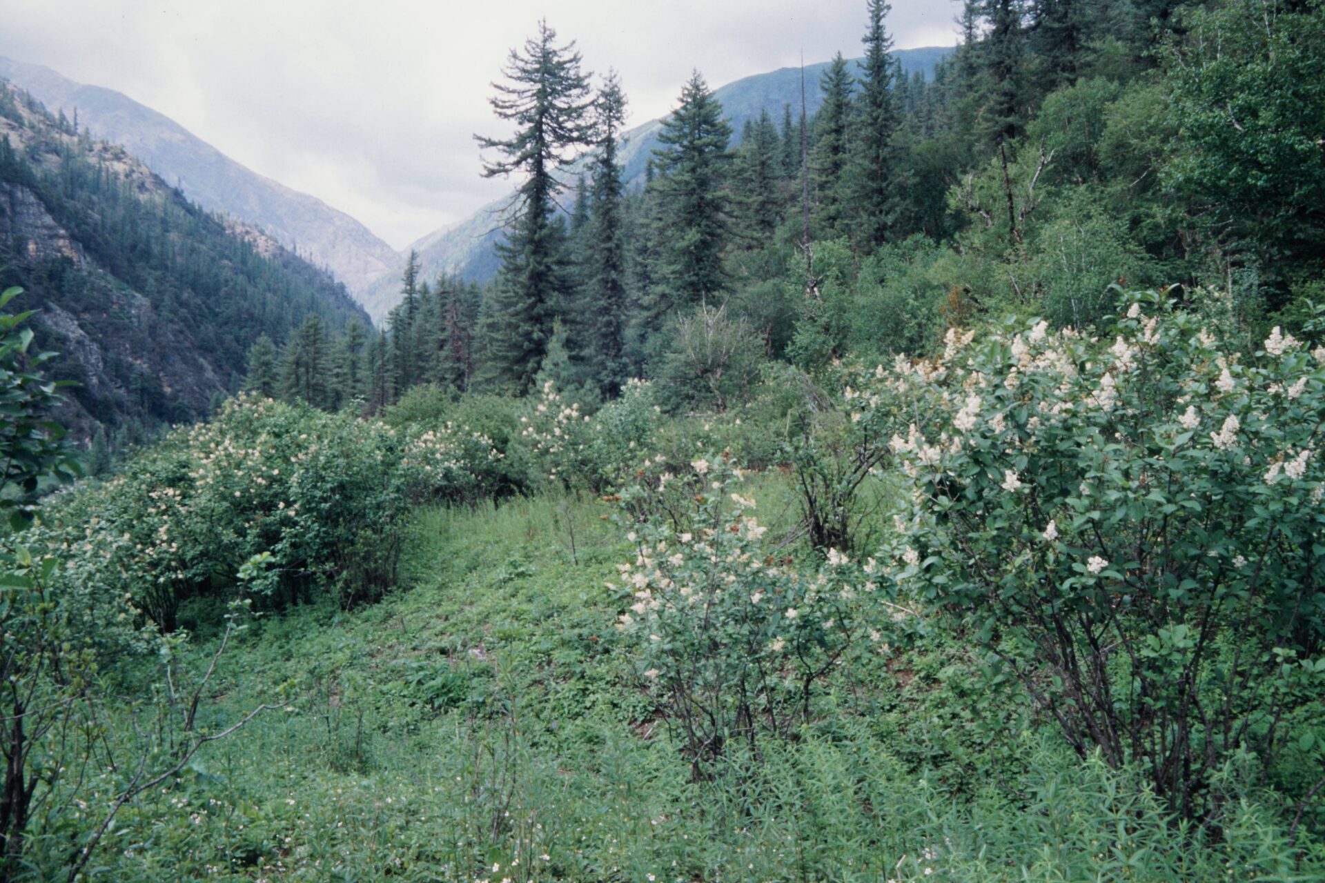 Syringa emodi — Oleaceae