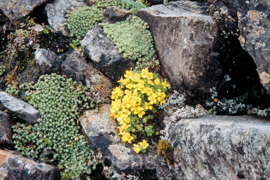 Nepal 99 656 ergebnis