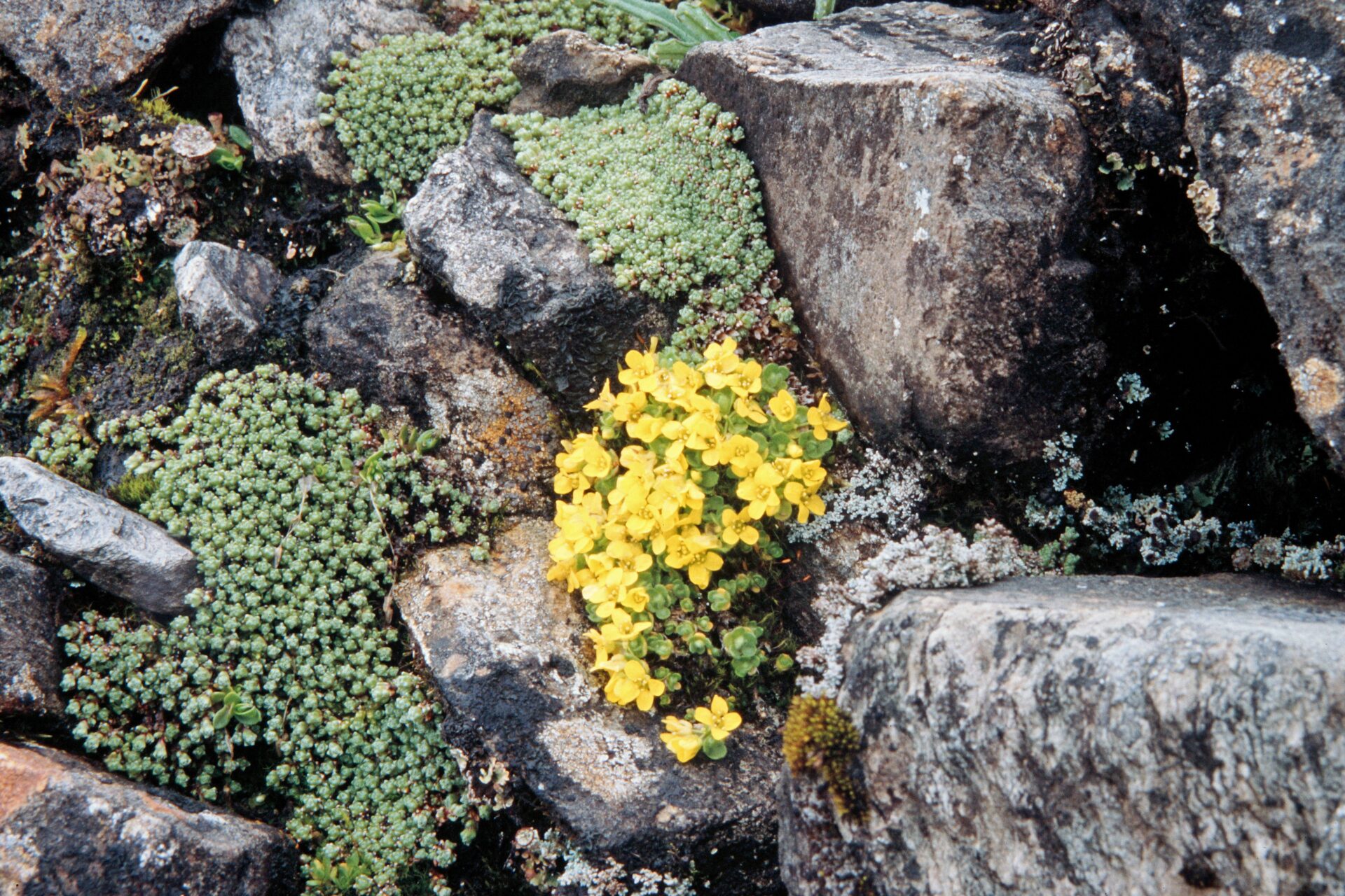 Draba oreades — Brassicaceae