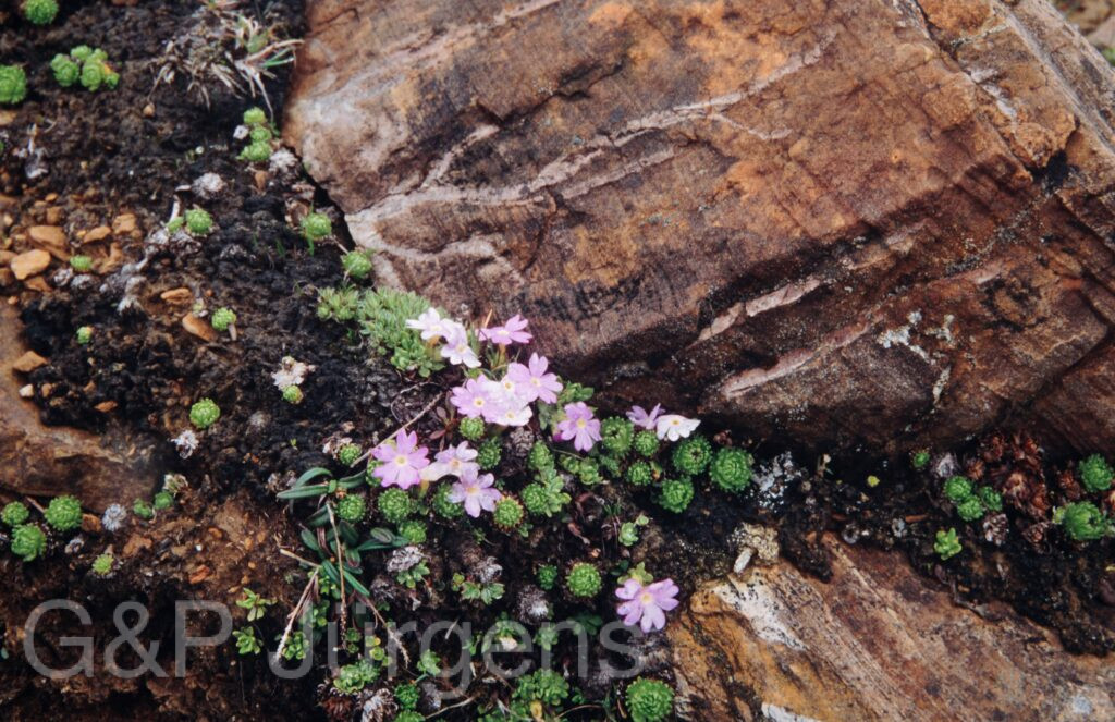 Nepal 99 669 ergebnis