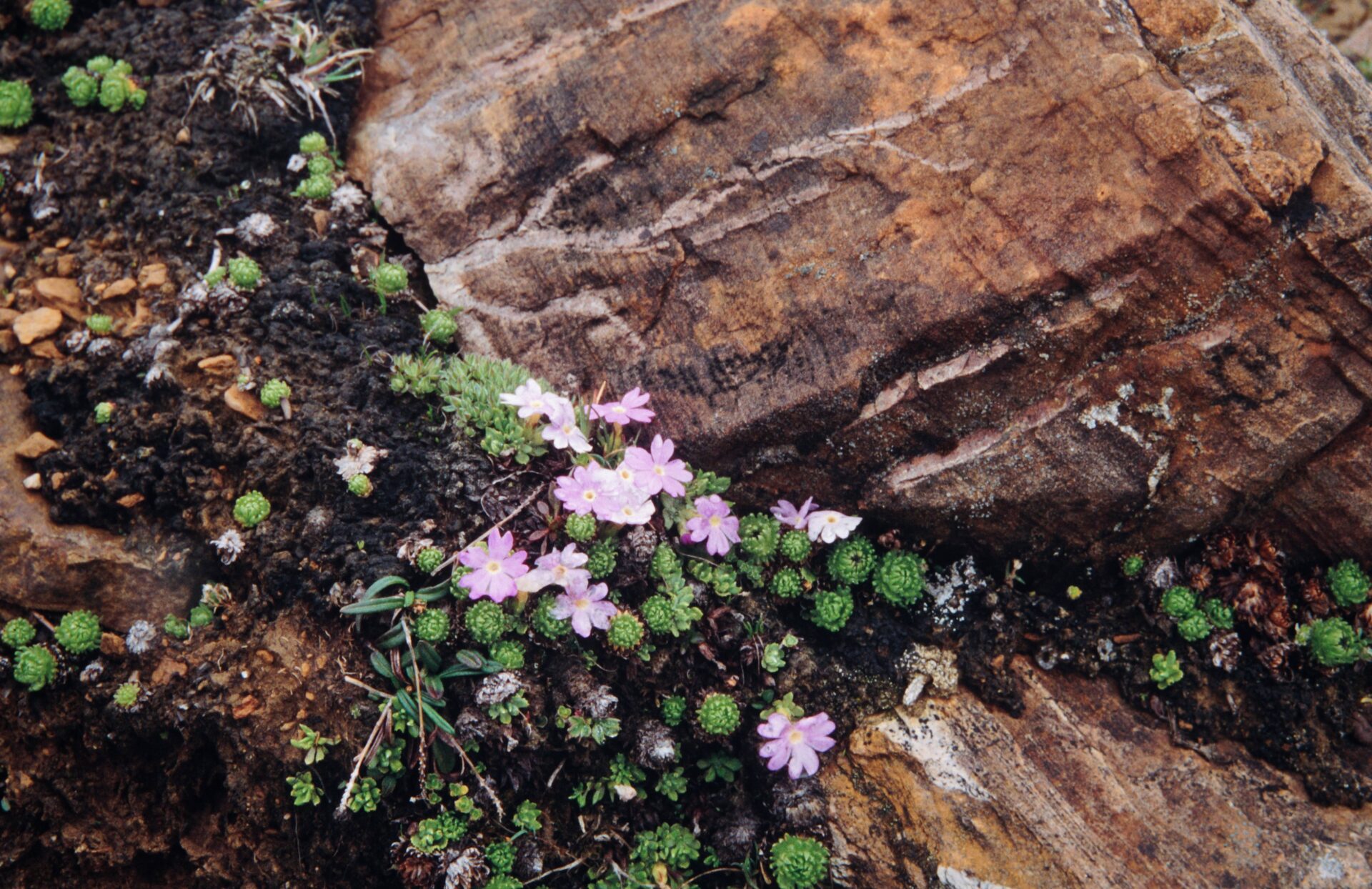 Primula glandulifera — Primulaceae
