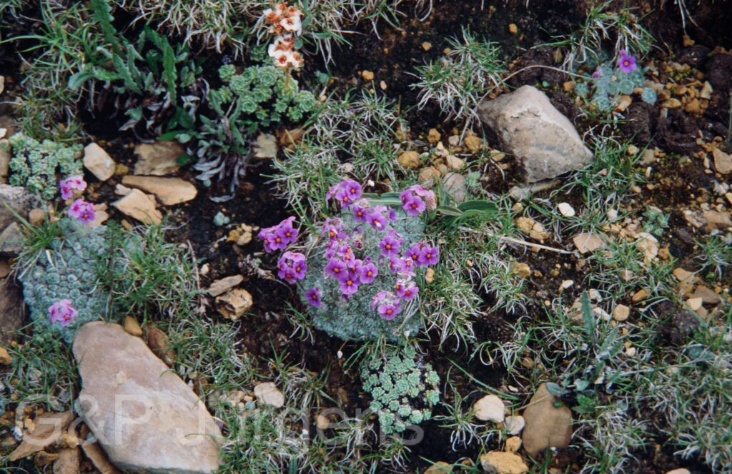Nepal 99 673 2 ergebnis