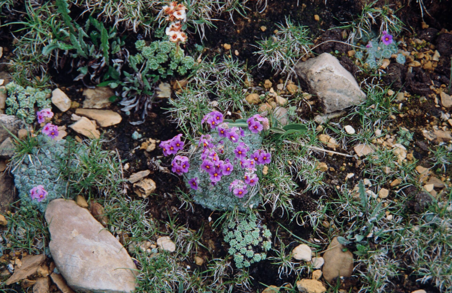 Androsace jacquemontii var. robusta — Primulaceae