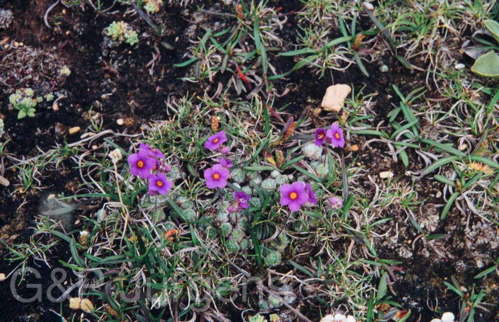 Nepal 99 674 ergebnis