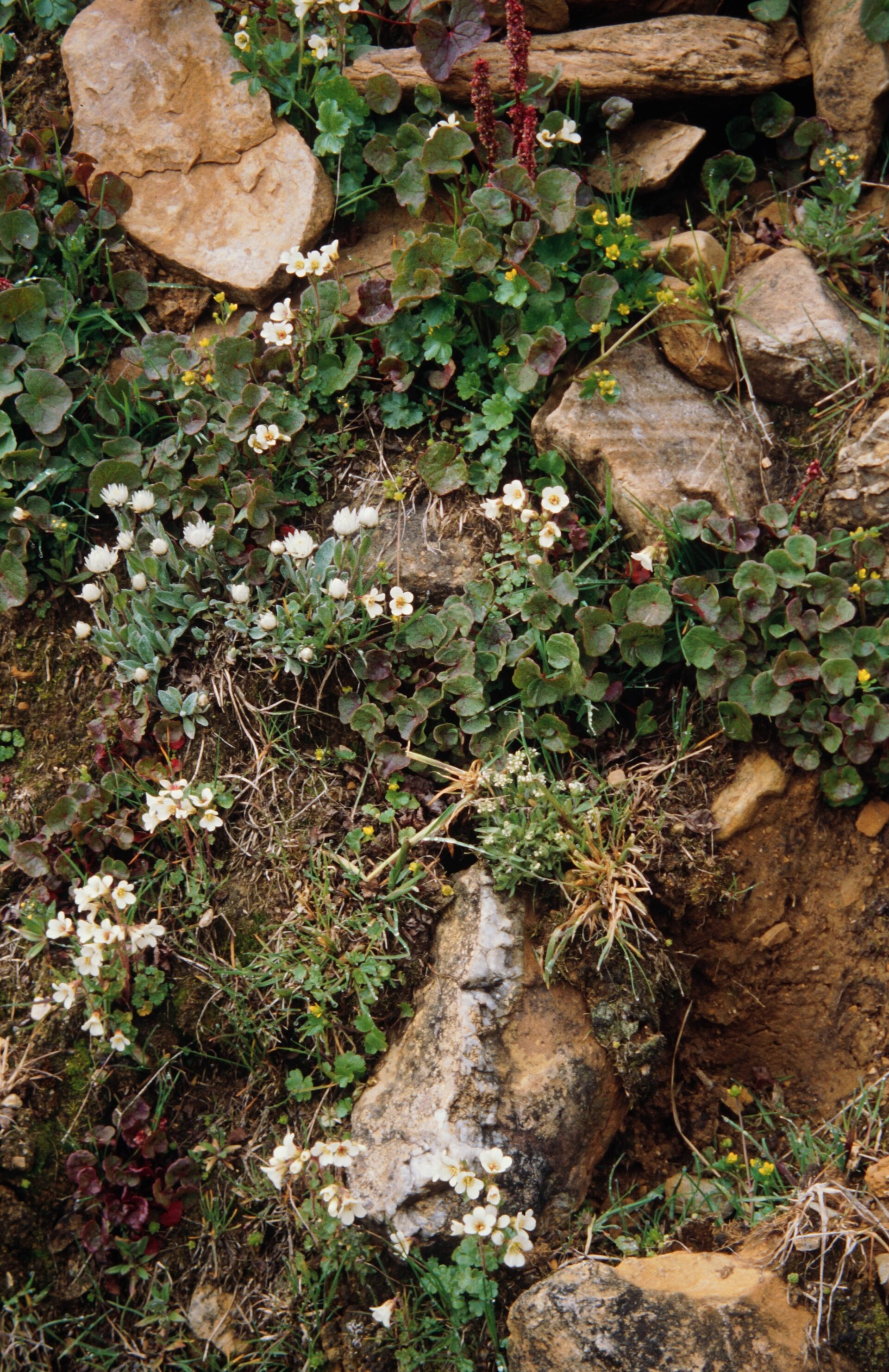 Saxifraga asarifolia — Saxifragaceae