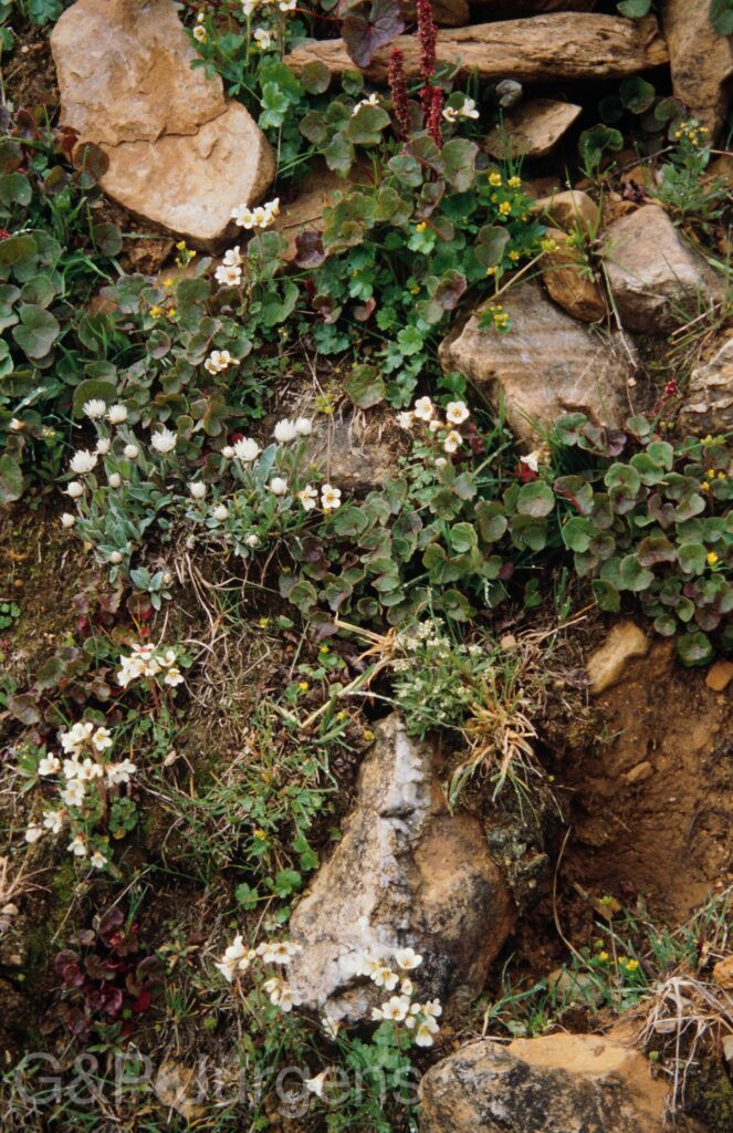 Nepal 99 677 ergebnis