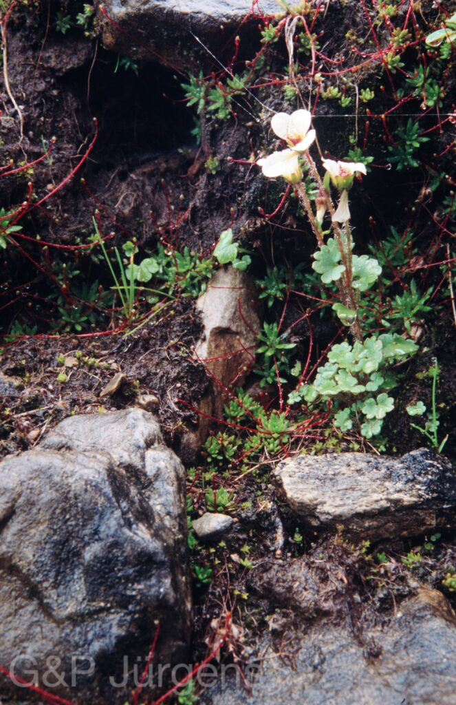 Nepal 99 678 ergebnis