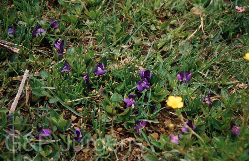 Nepal 99 681 ergebnis