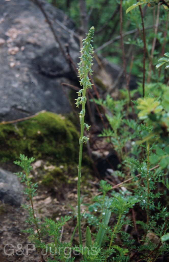 Nepal 99 706 ergebnis