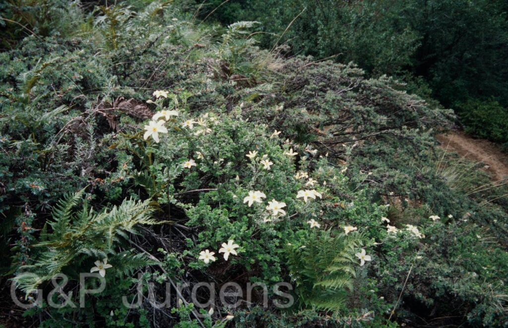 Nepal 99 707 ergebnis