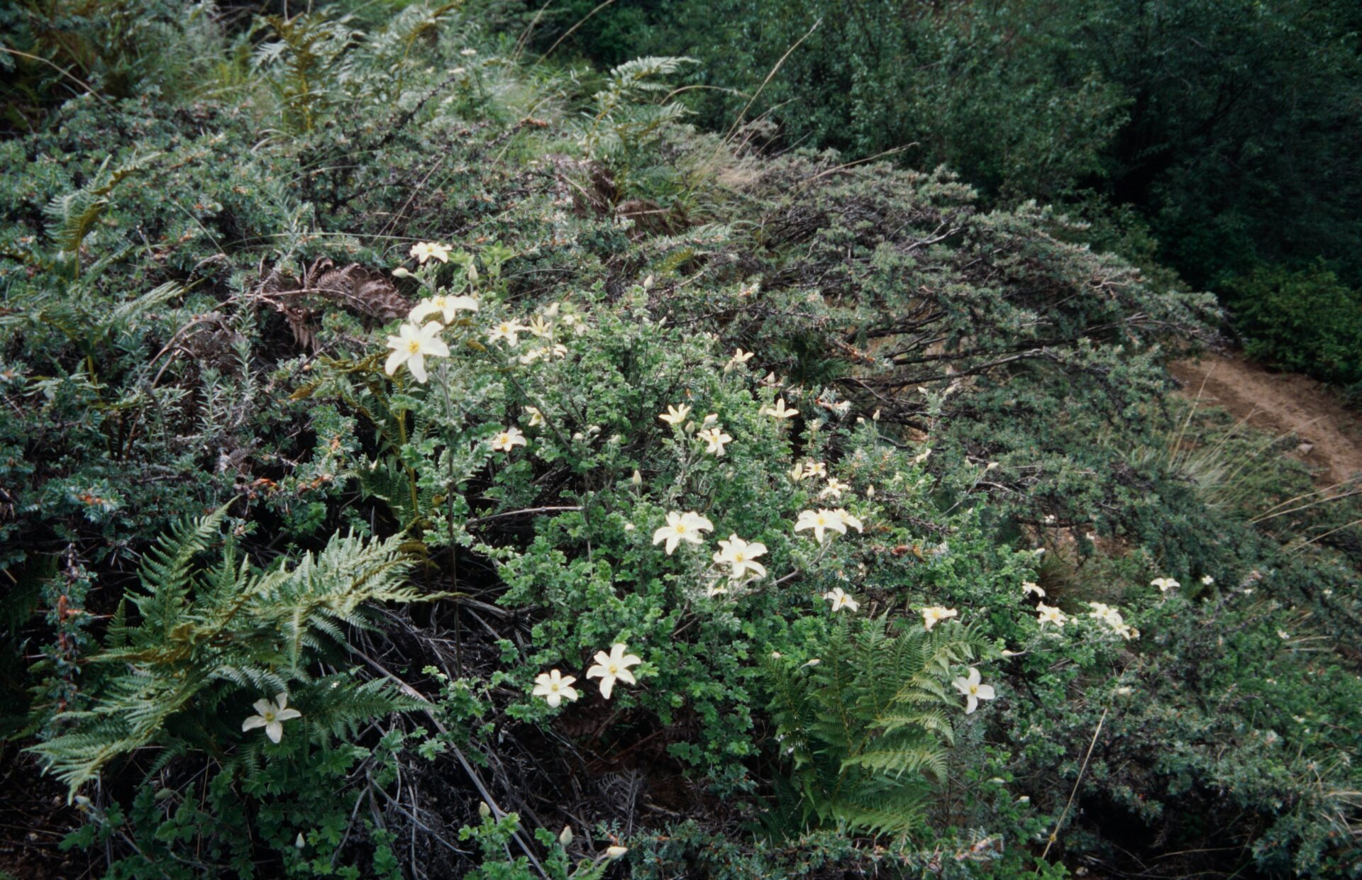 Clematis phlebantha — Ranunculaceae
