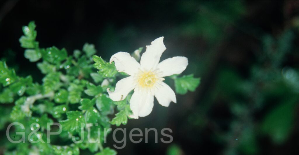 Nepal 99 708 ergebnis