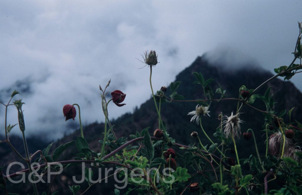 Nepal 99 712 ergebnis