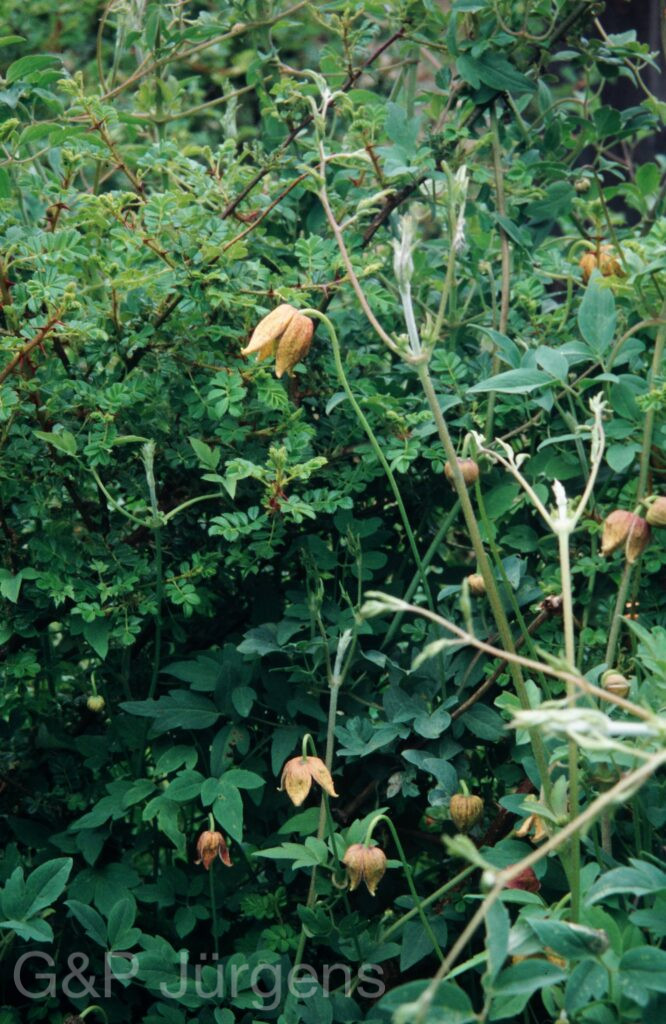 Nepal 99 713 ergebnis