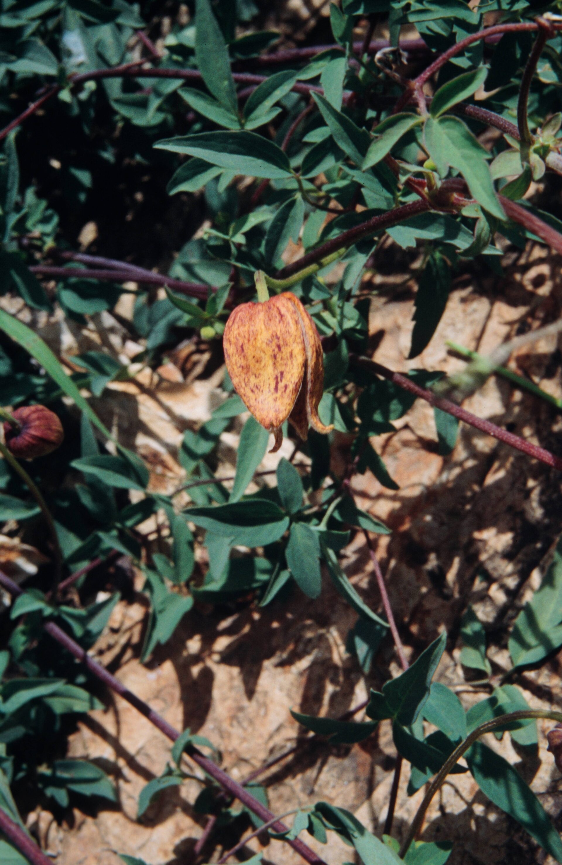 Clematis tibetana var. vernayi — Ranunculaceae