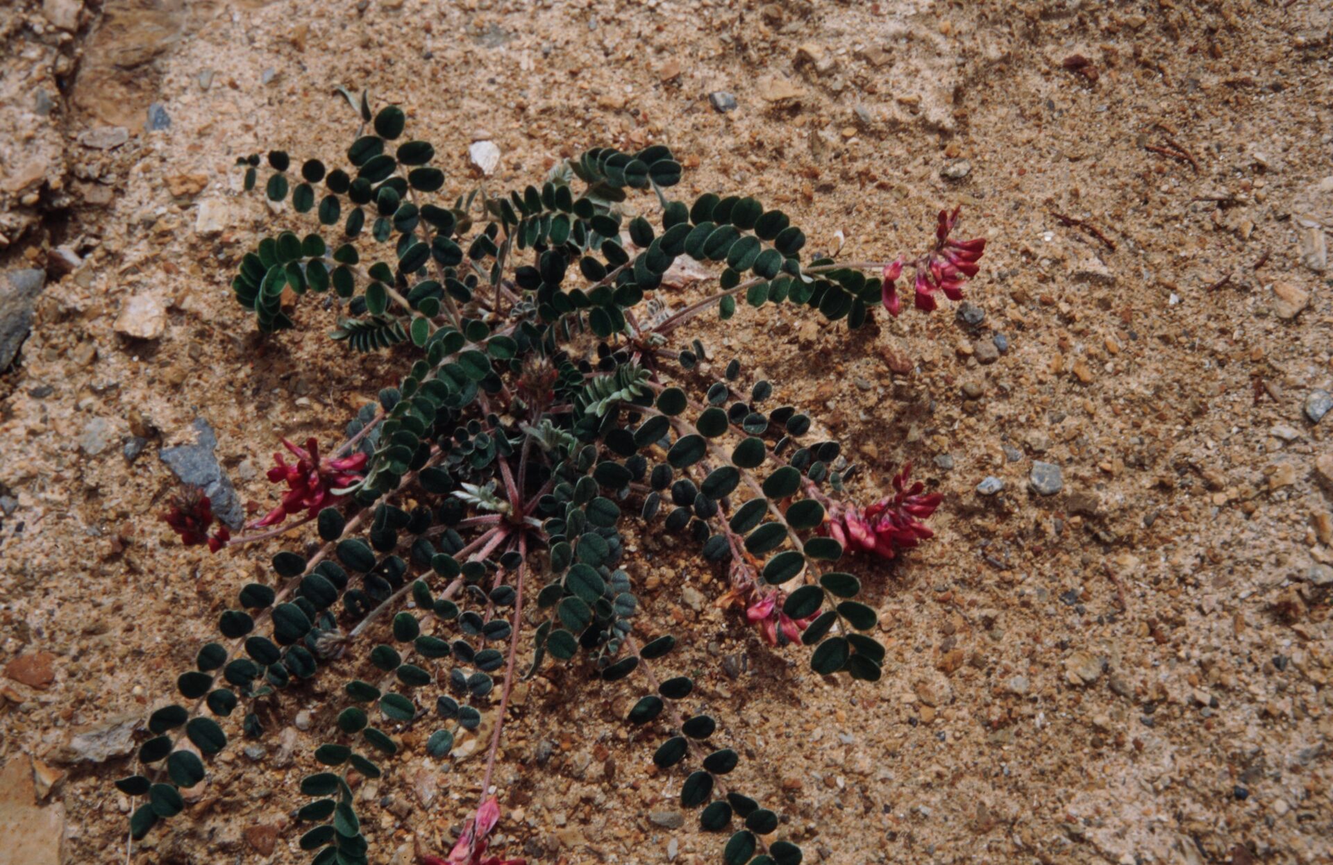 Hedysarum kumaonense — Fabaceae