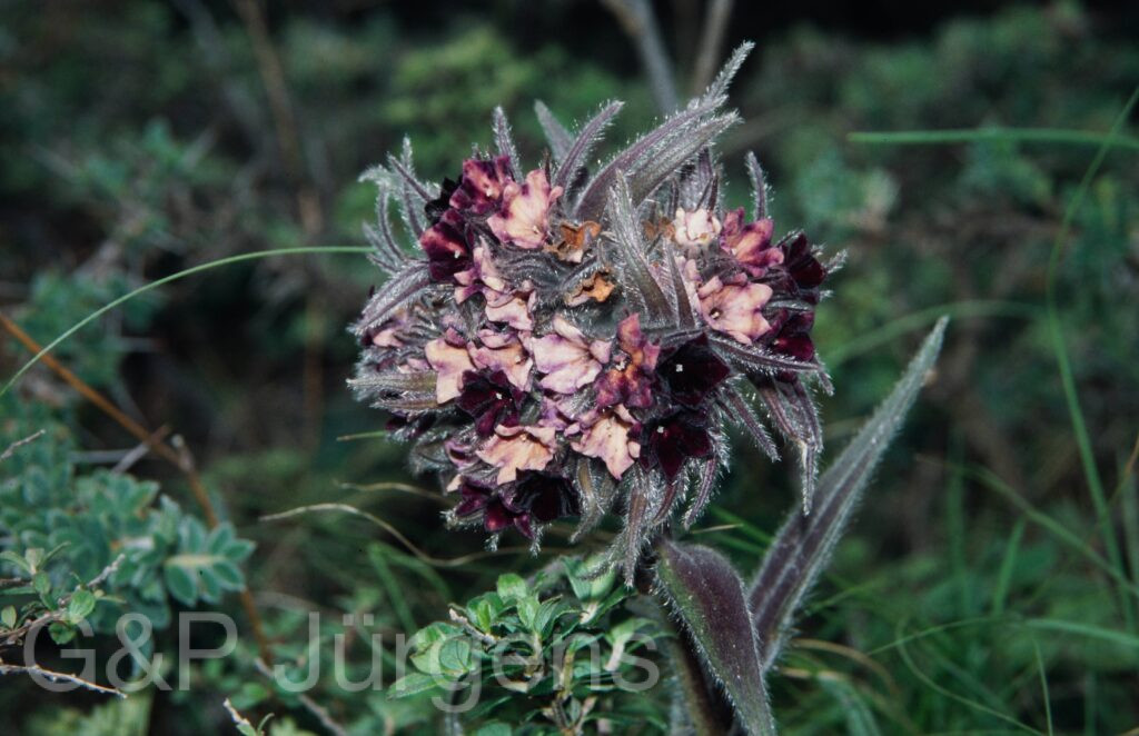 Nepal 99 724 ergebnis