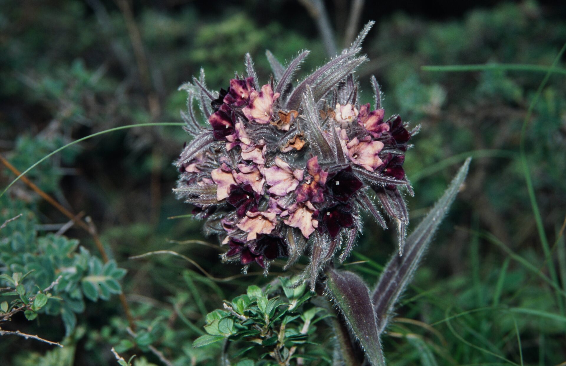 Onosma bracteata — Boraginaceae