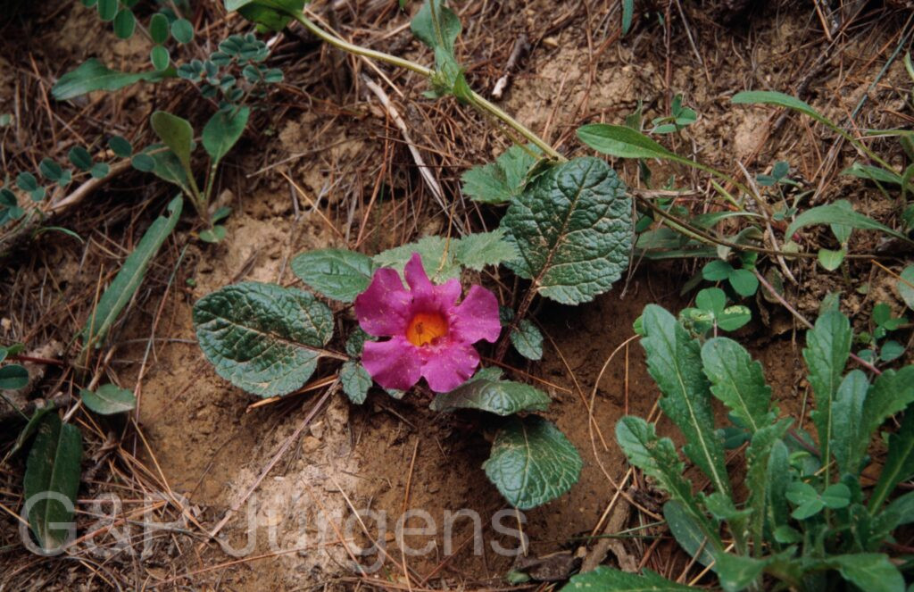 Nepal 99 727 ergebnis ergebnis