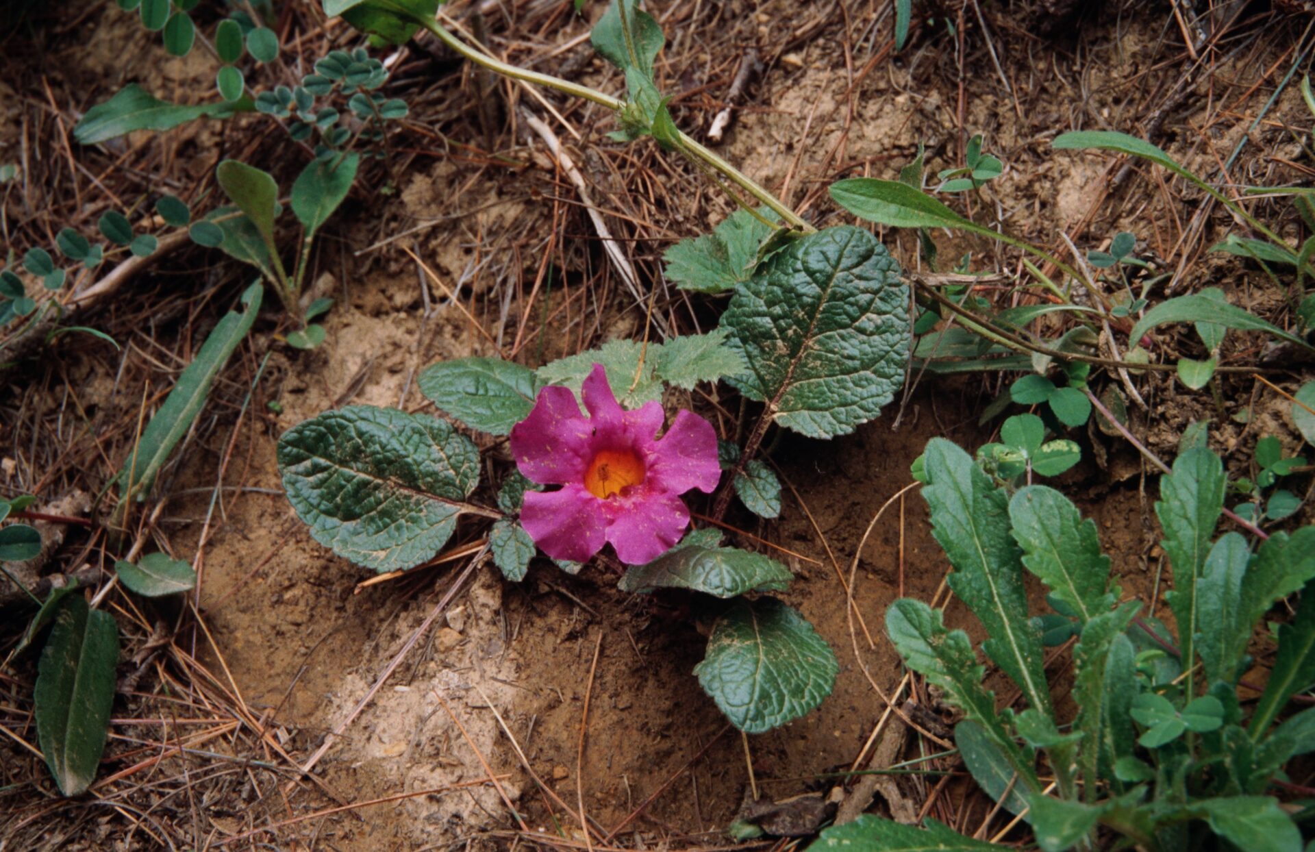 Incarvillea mairei — Bignoniaceae