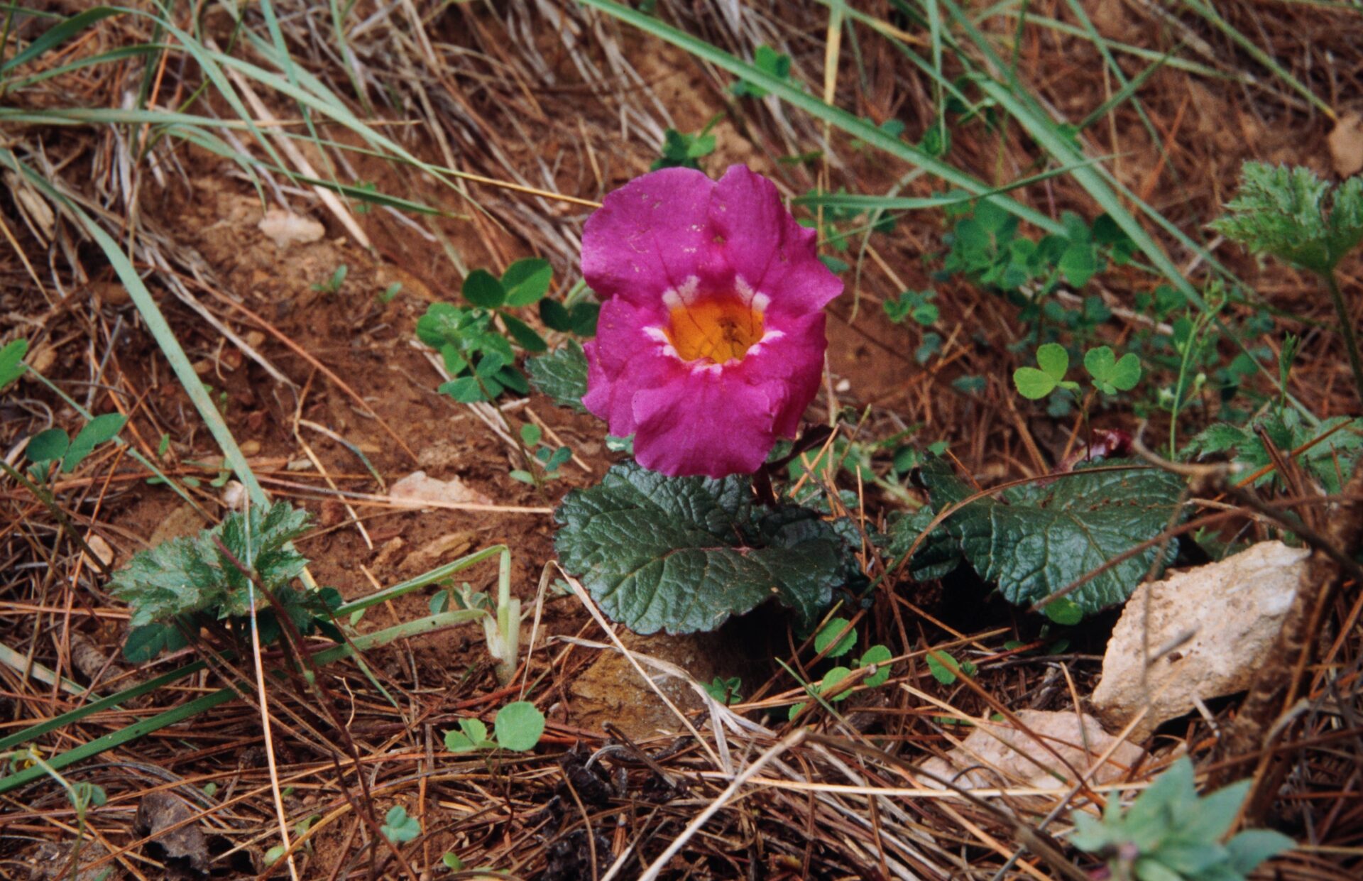 Incarvillea younghusbandii — Bignoniaceae