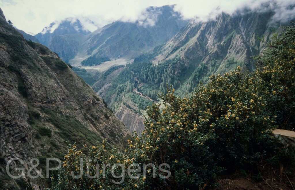 Nepal 99 771 ergebnis