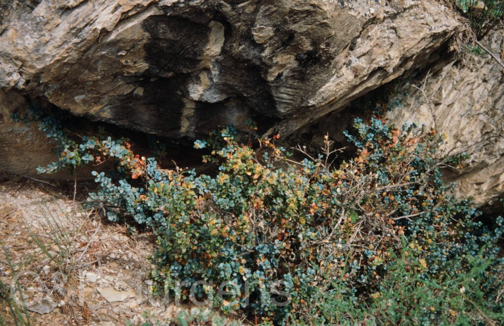 Nepal 99 772 ergebnis