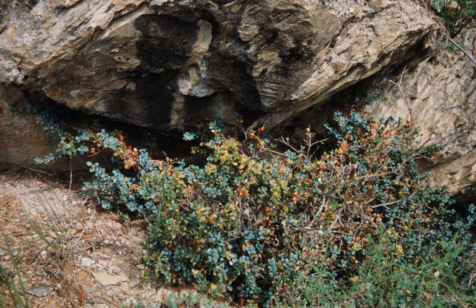 Buxus rugulosa — Buxaceae