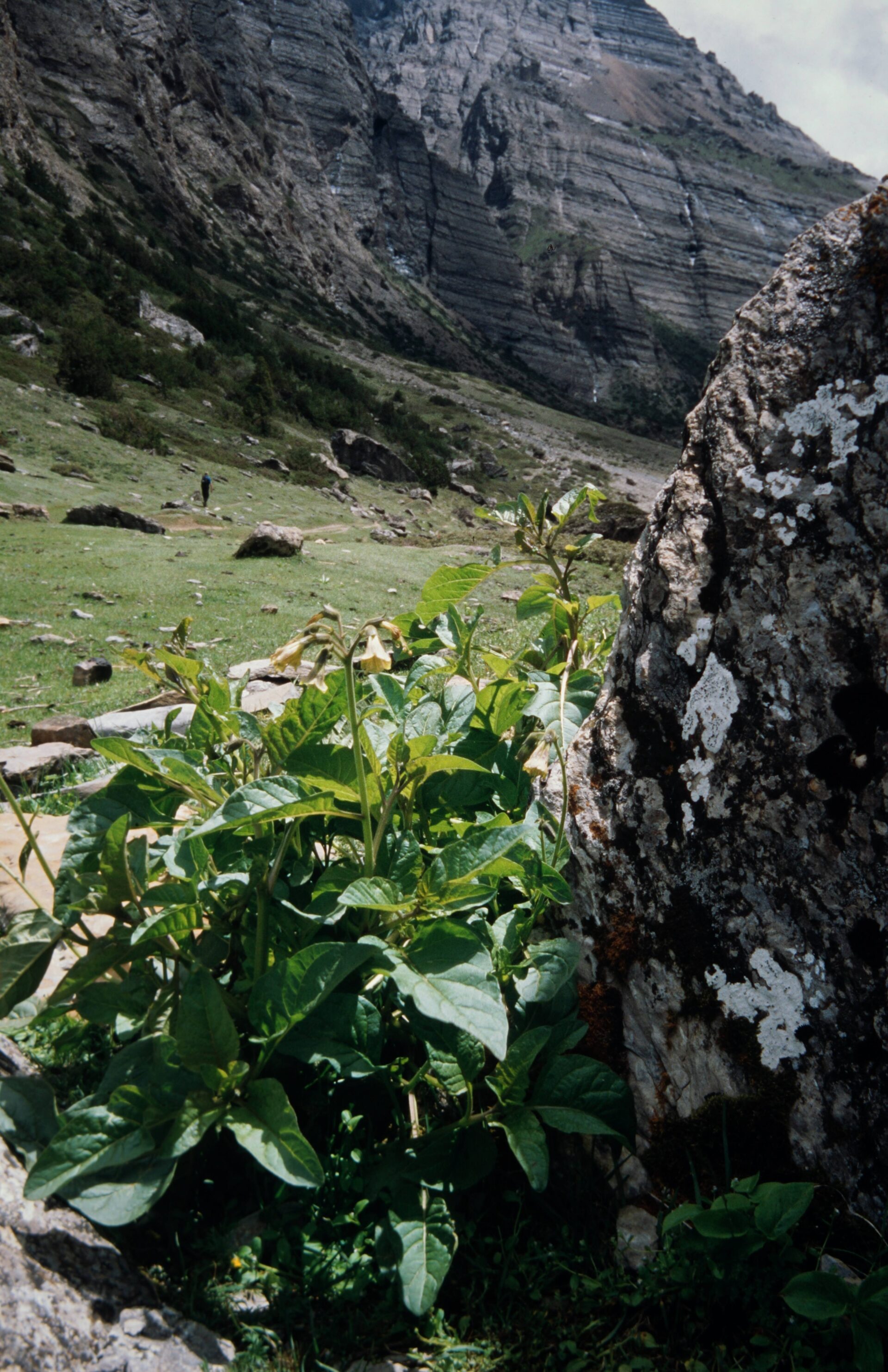 Physochlaina praealta — Solanaceae