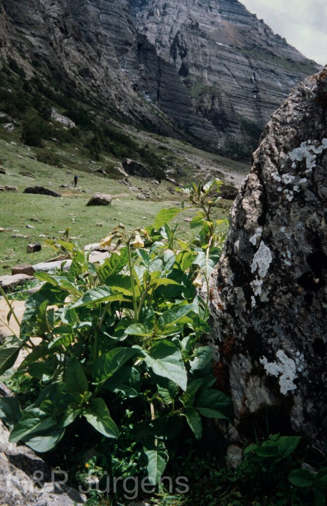 Nepal 99 777 ergebnis