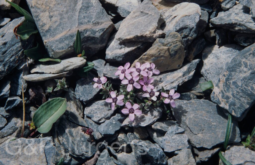 Nepal 99 789 ergebnis